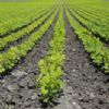 Agricultural Industry Agricultural Industry